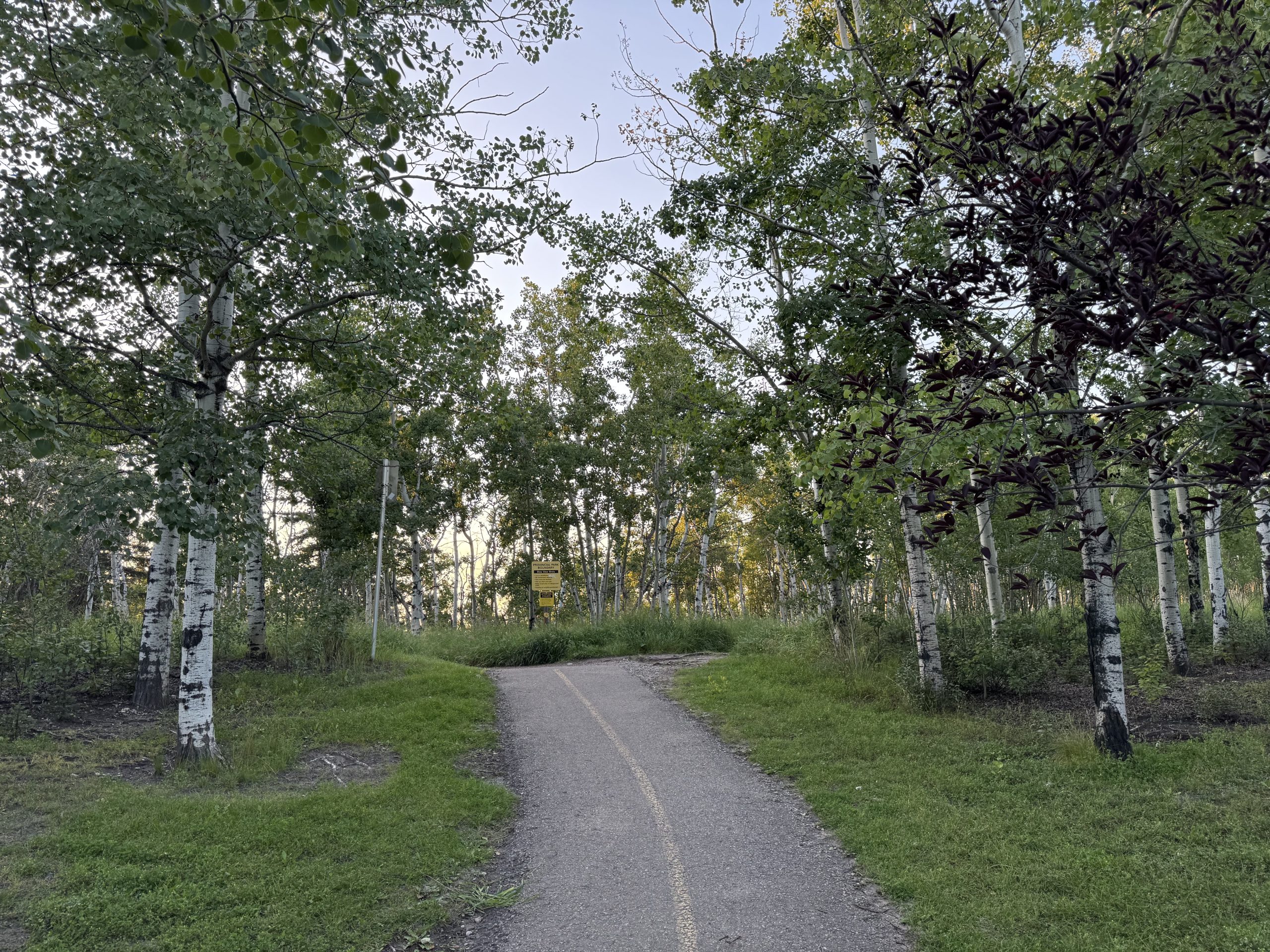 Peaceful walking path surrounded by aspen trees in Evergreen Calgary, capturing the natural beauty and quiet outdoor spaces of this southwest community.