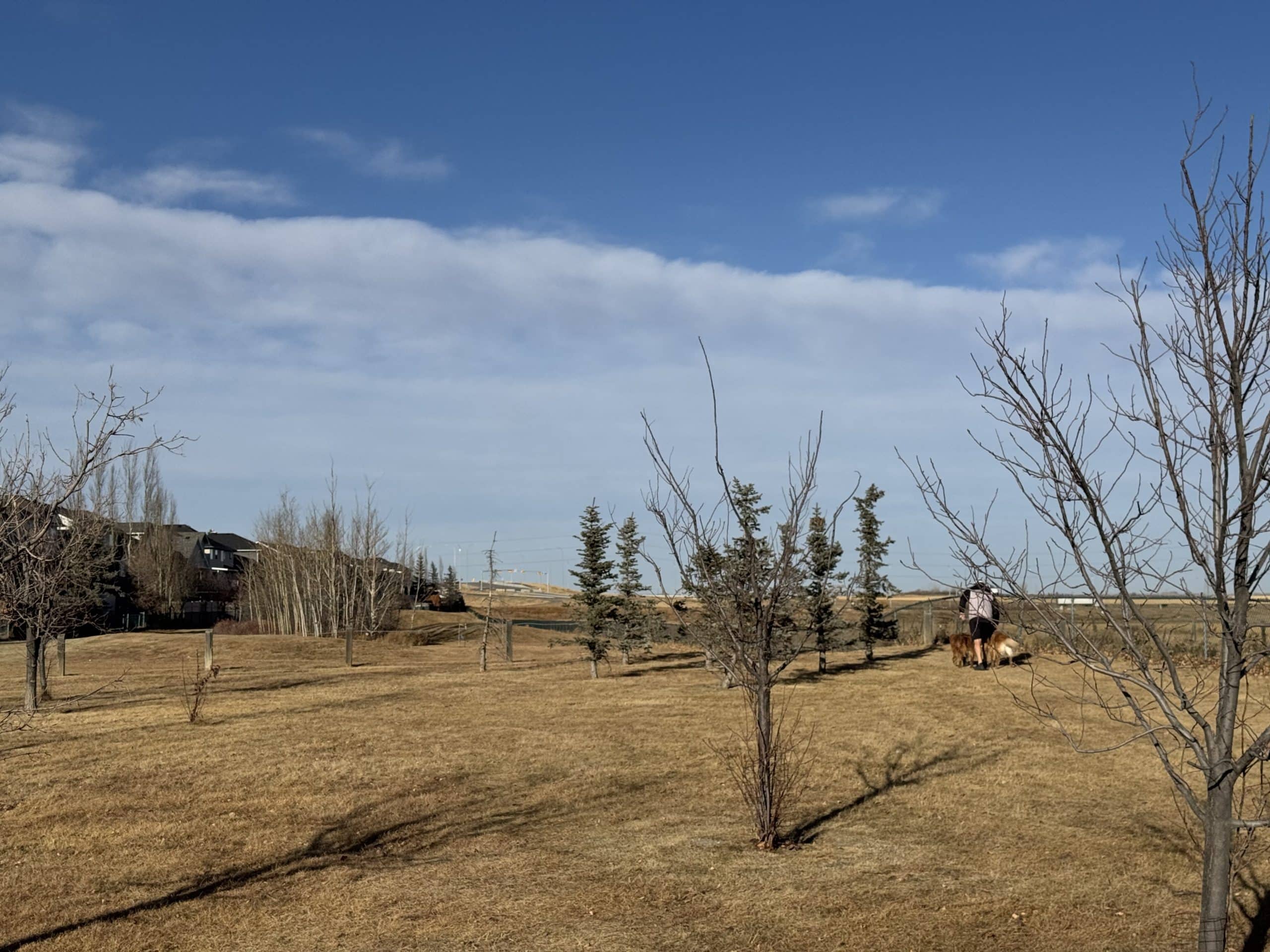 Open green space in Coventry Hills Calgary with a resident walking dogs on a sunny day, highlighting the community’s parks and outdoor lifestyle.