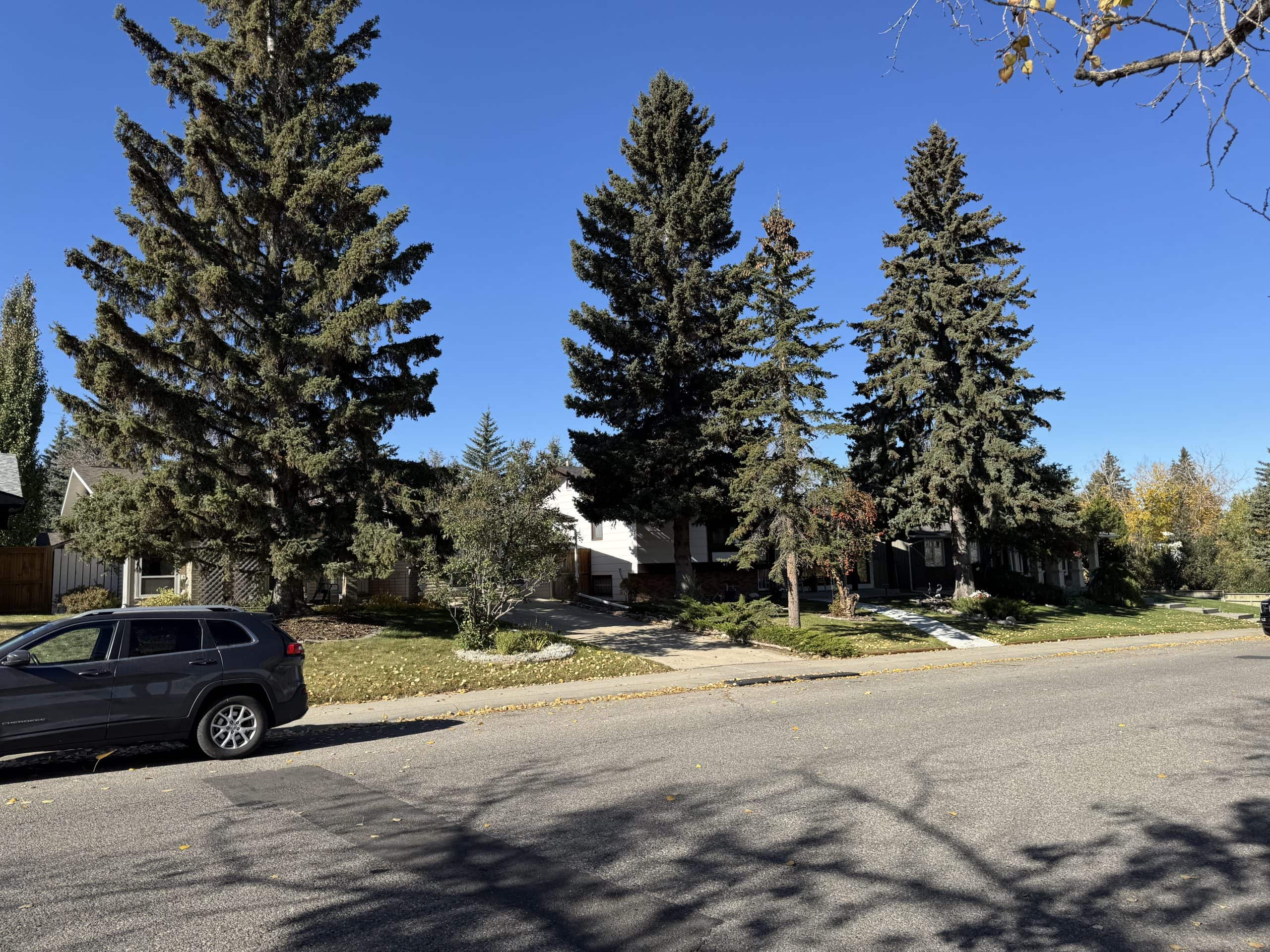 Quiet residential street in Bonavista Downs with tall evergreens, detached homes, and a clear blue sky.