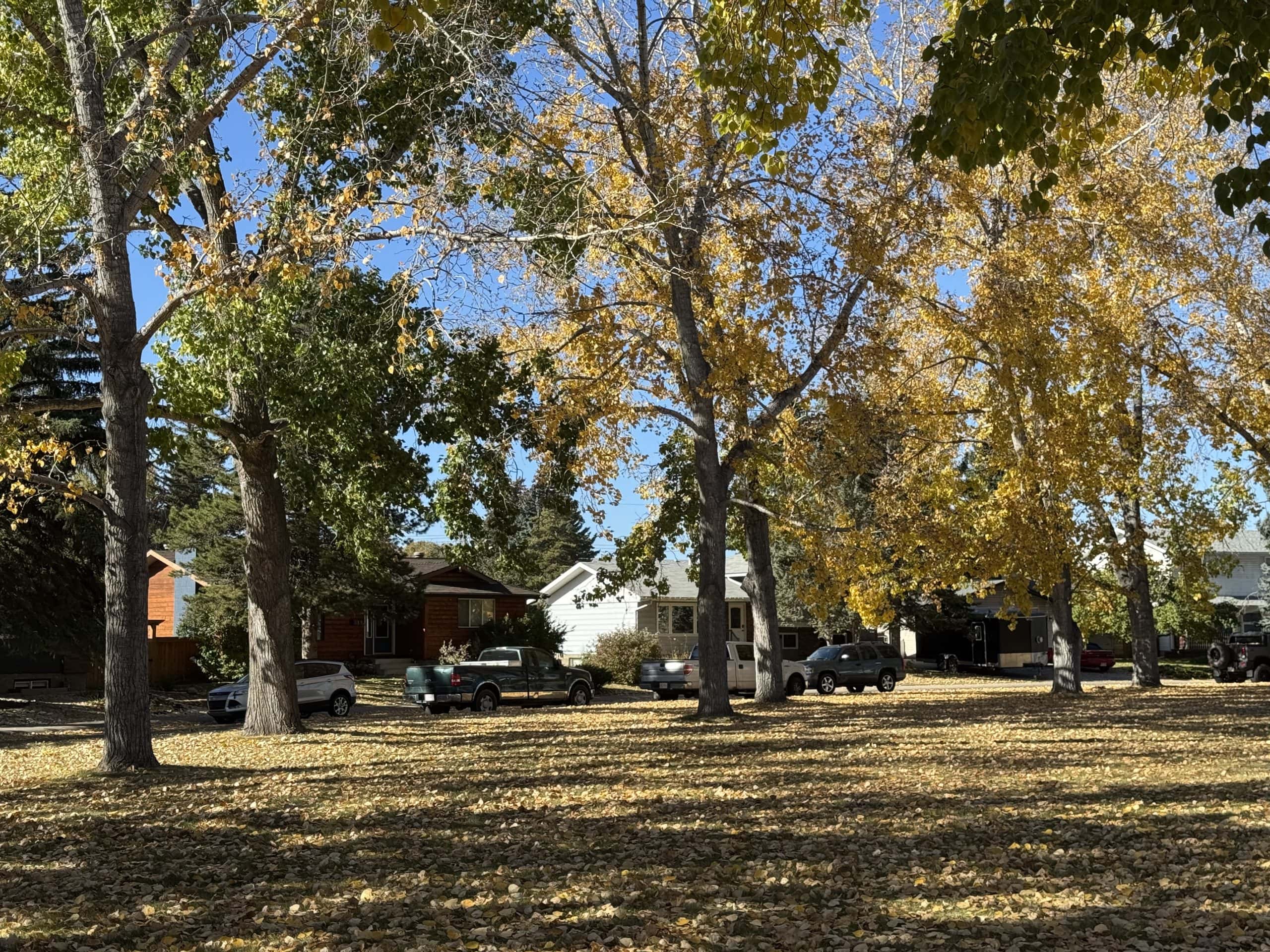 Tree filled park space in Queensland with fall leaves covering the ground, mature trees, and nearby homes under a clear blue sky.