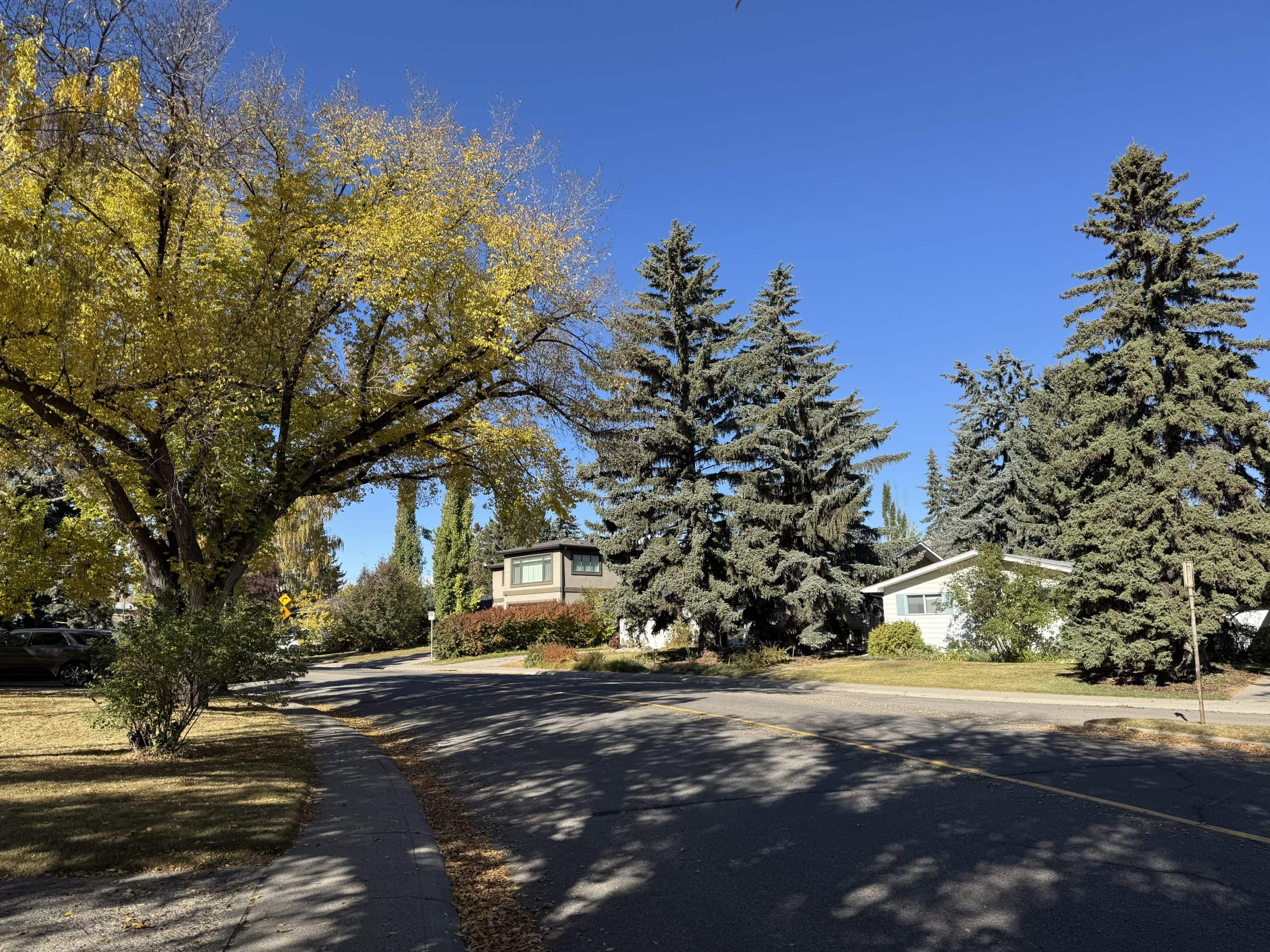 Quiet tree lined street in Kelvin Grove with mature evergreens, fall colours, and well kept single family homes under a clear blue sky.