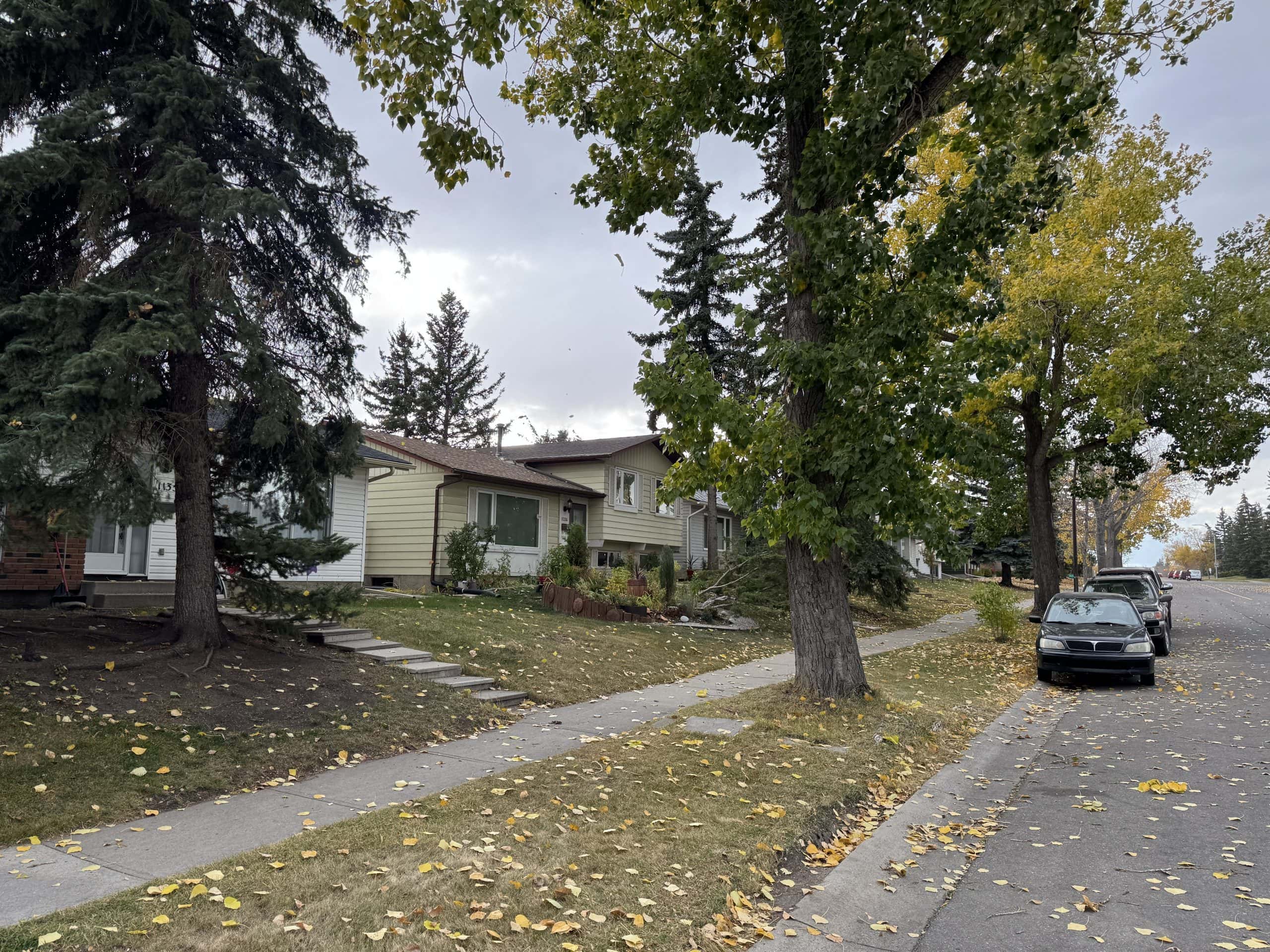 Tree lined residential street in Braeside with mature trees, fall leaves, and older single family homes under an overcast sky.