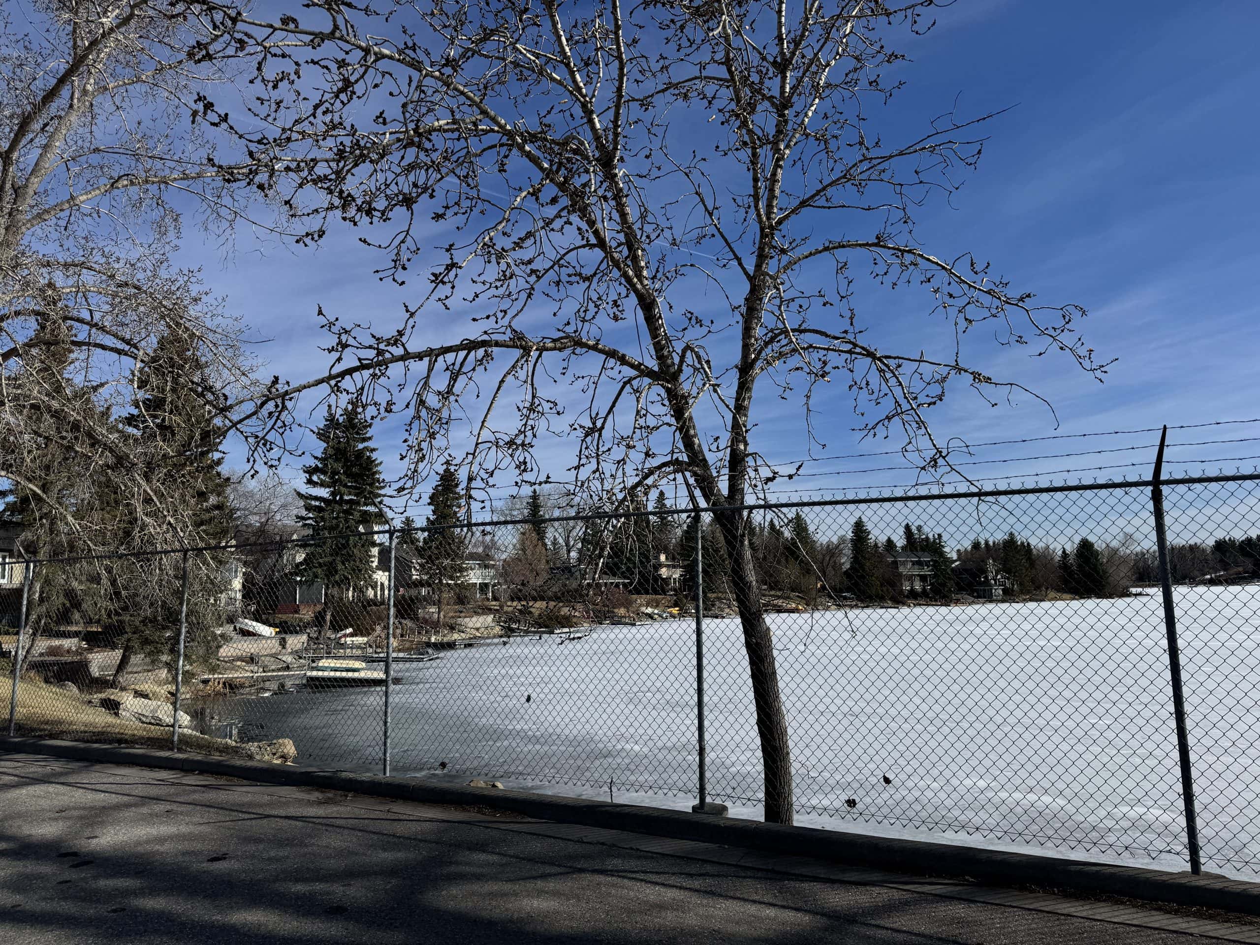Lake Bonavista Calgary in winter with frozen shoreline, lakeside homes, and mature trees viewed from a quiet residential pathway