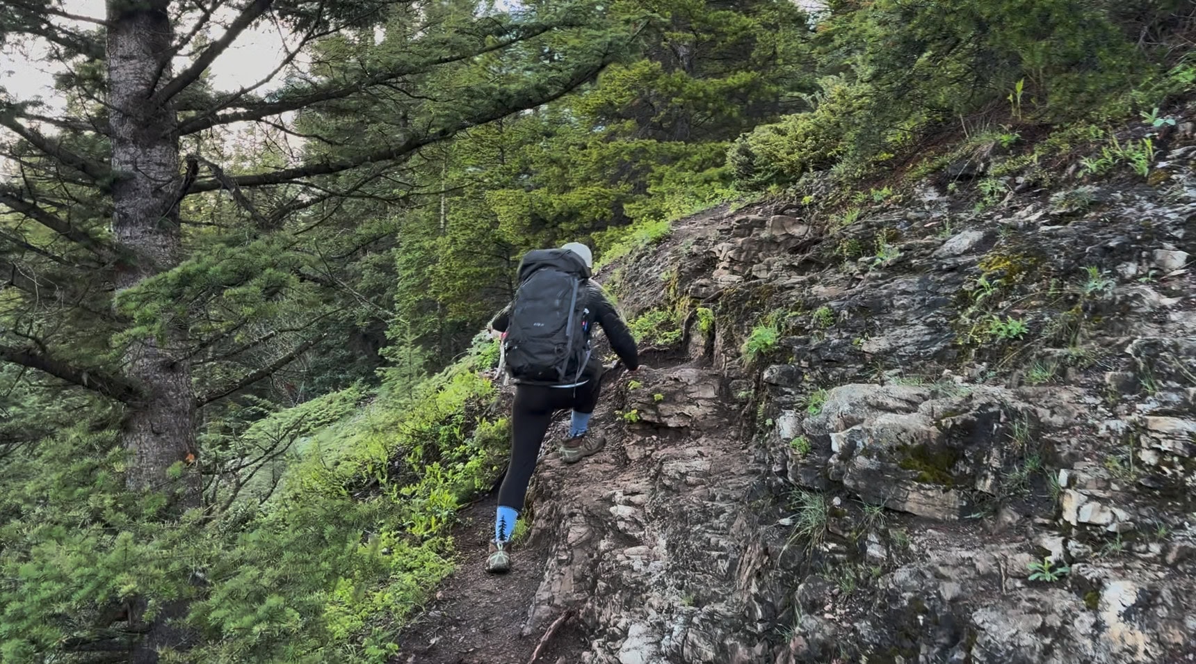 Steep climb through the forest on the King Creek Ridge trail in Kananaskis Country.