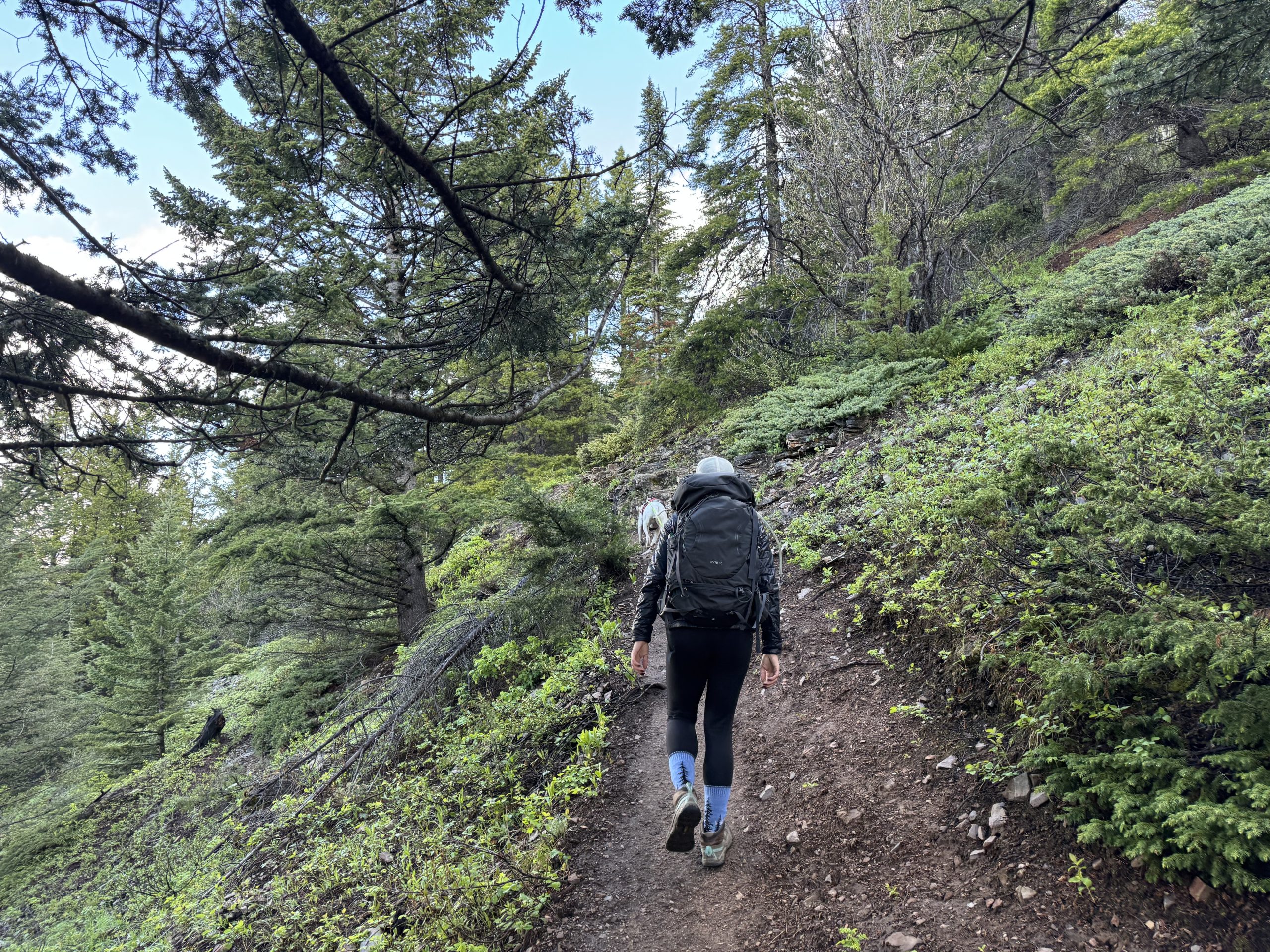 Steep forest section of the King Creek Ridge trail during the initial climb in Kananaskis Country.