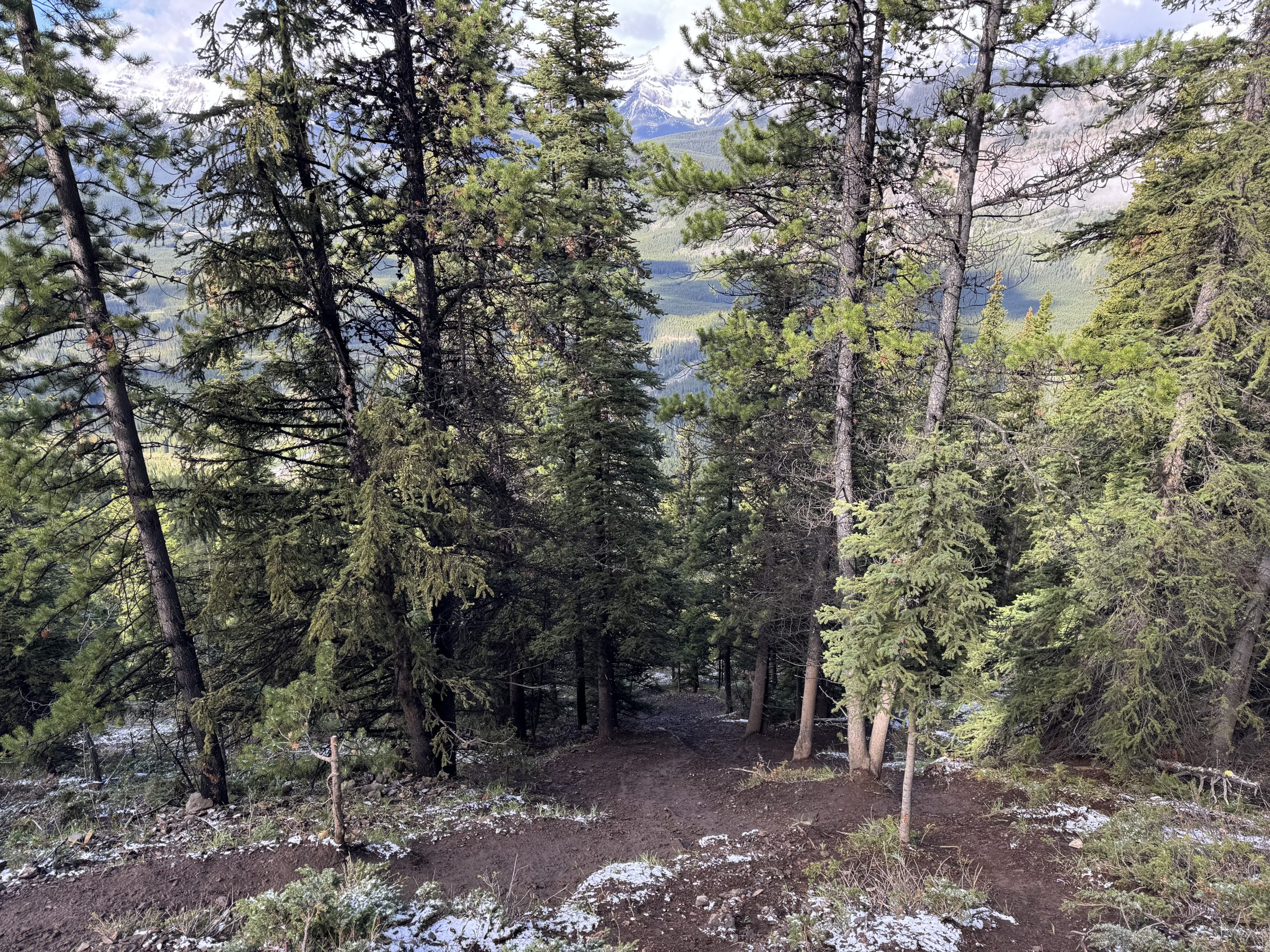 Steep descent through the forest on the return from King Creek Ridge in Kananaskis Country.