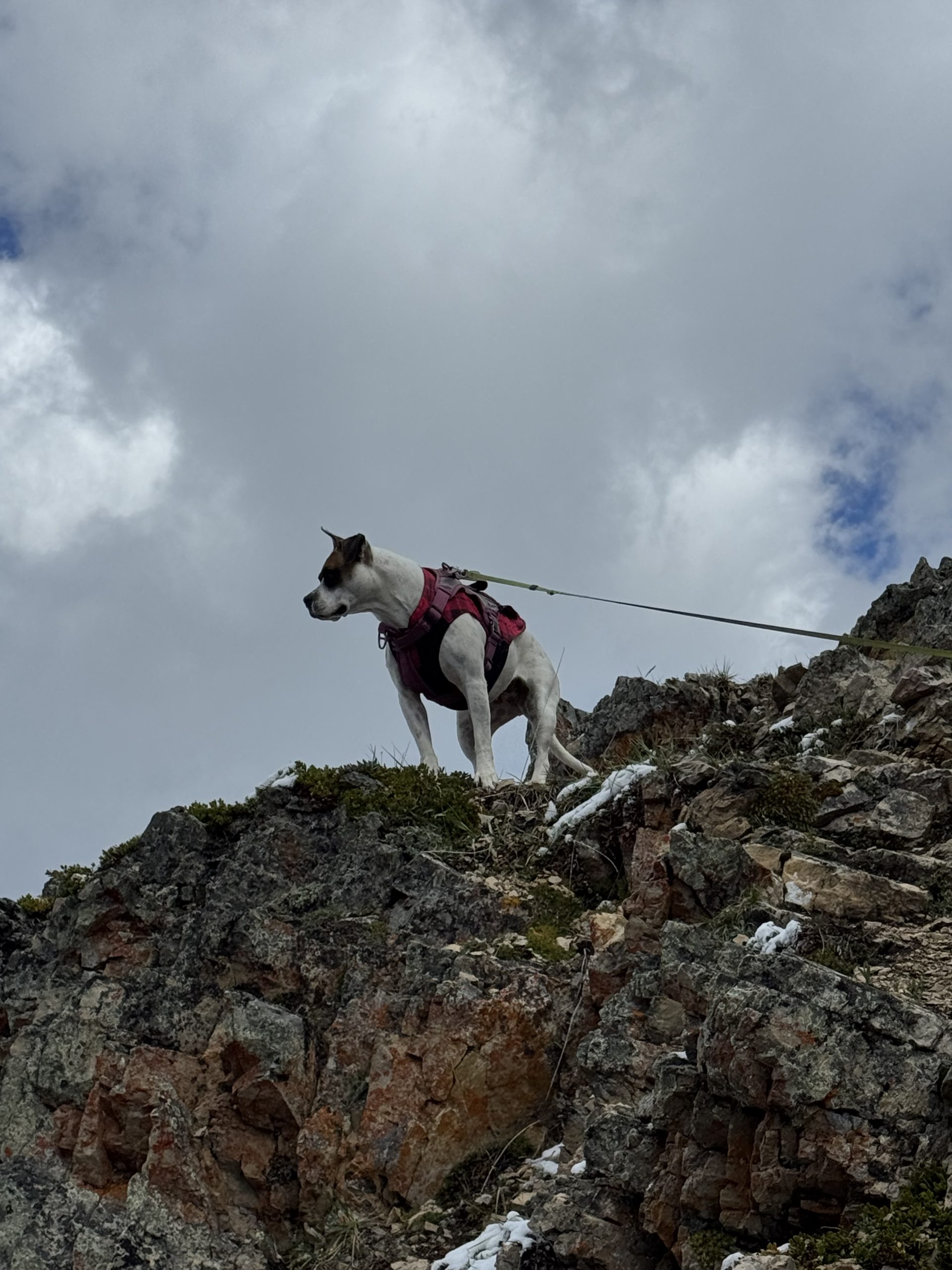 Dog wearing a hiking harness near the summit ridge of King Creek Ridge in Kananaskis Country.