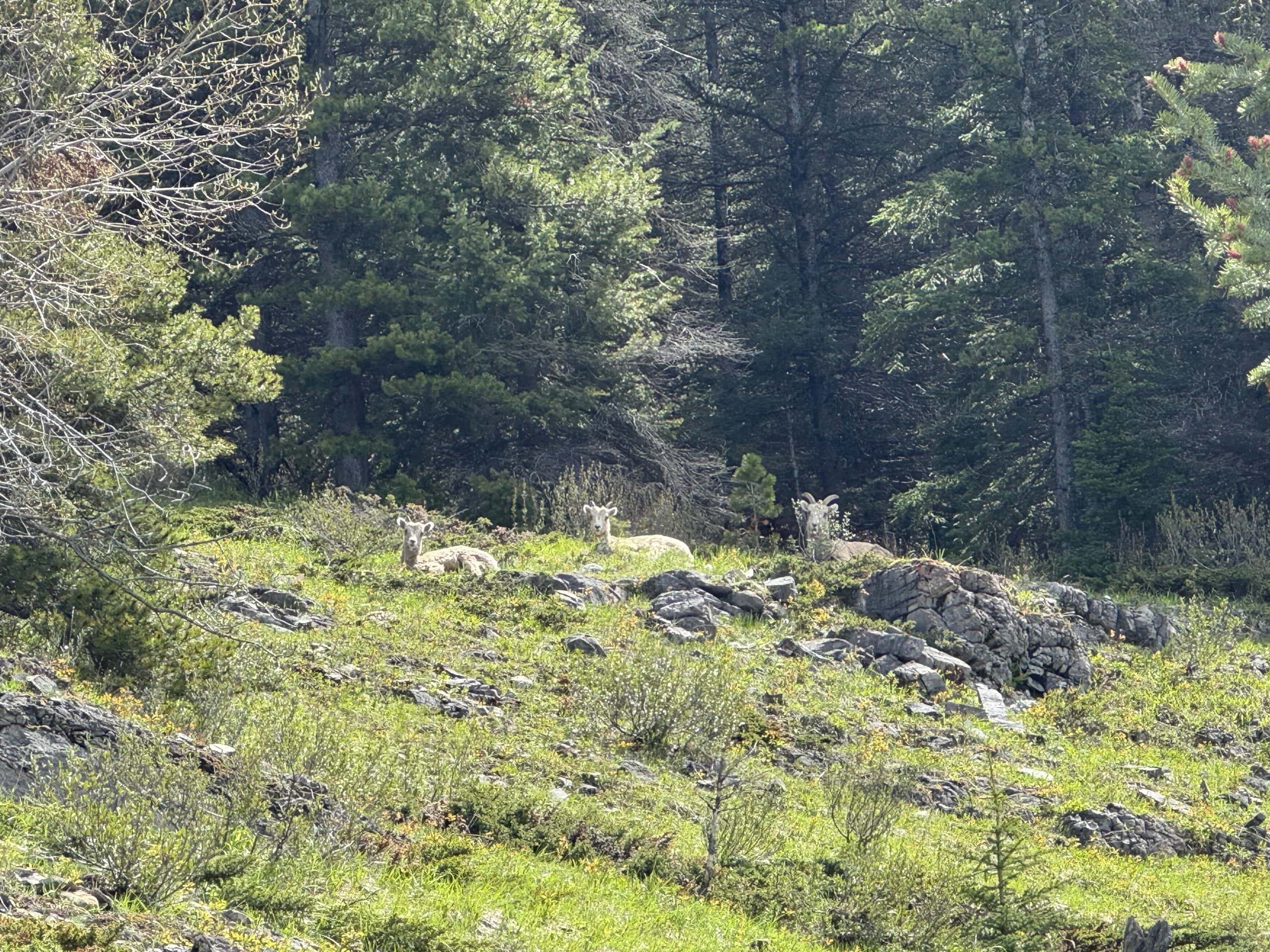 Bighorn sheep resting on a grassy hillside along the King Creek Ridge hiking trail in Kananaskis Country.
