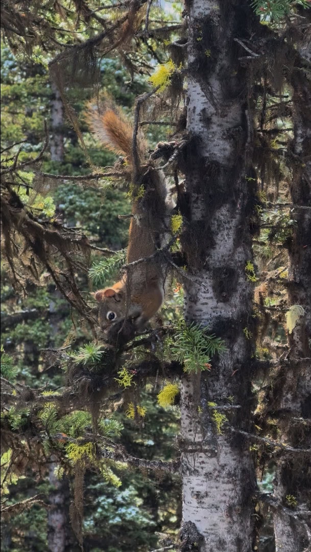 Red squirrel climbing a moss covered tree along the King Creek Ridge hiking trail in Kananaskis Country.