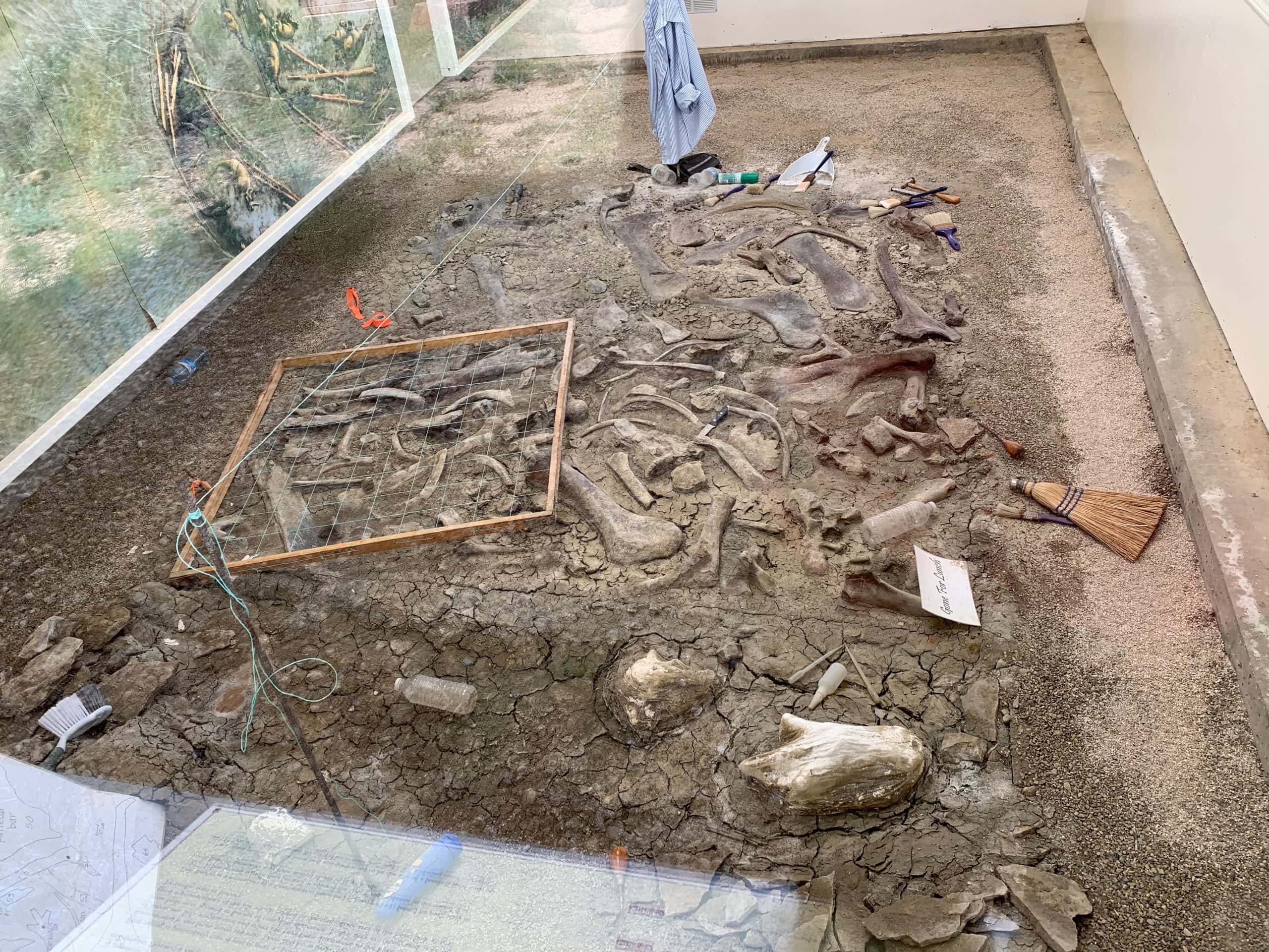 Dinosaur fossils being excavated at Dinosaur Provincial Park, Alberta.
