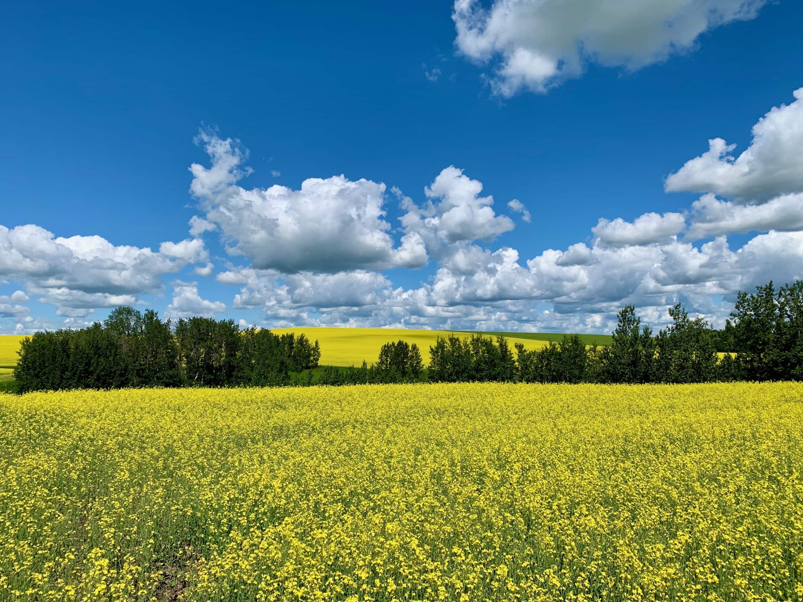 Bright yellow canola fields beneath a blue prairie sky in the countryside near Calgary, Alberta.