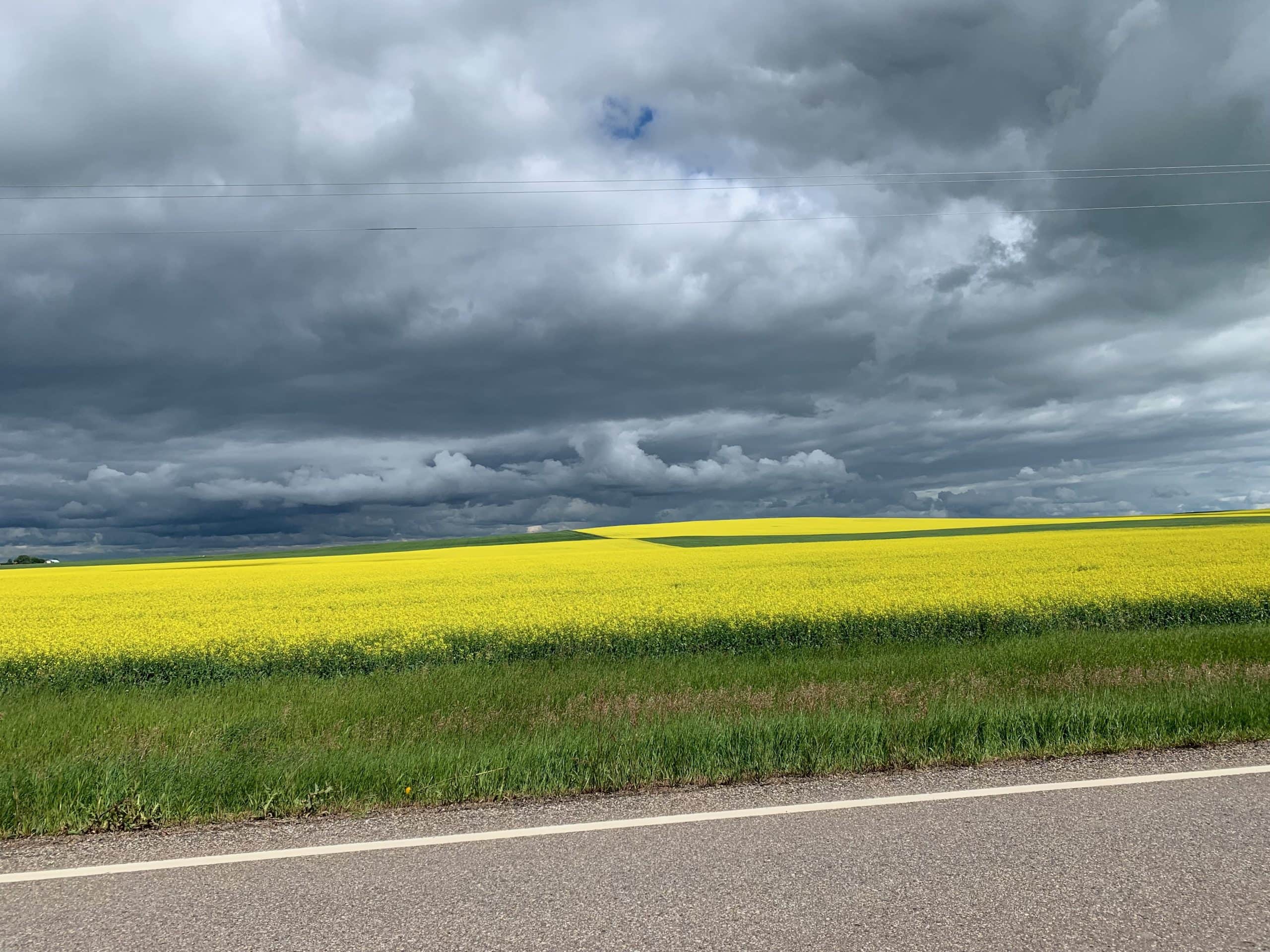 canola field in alberta