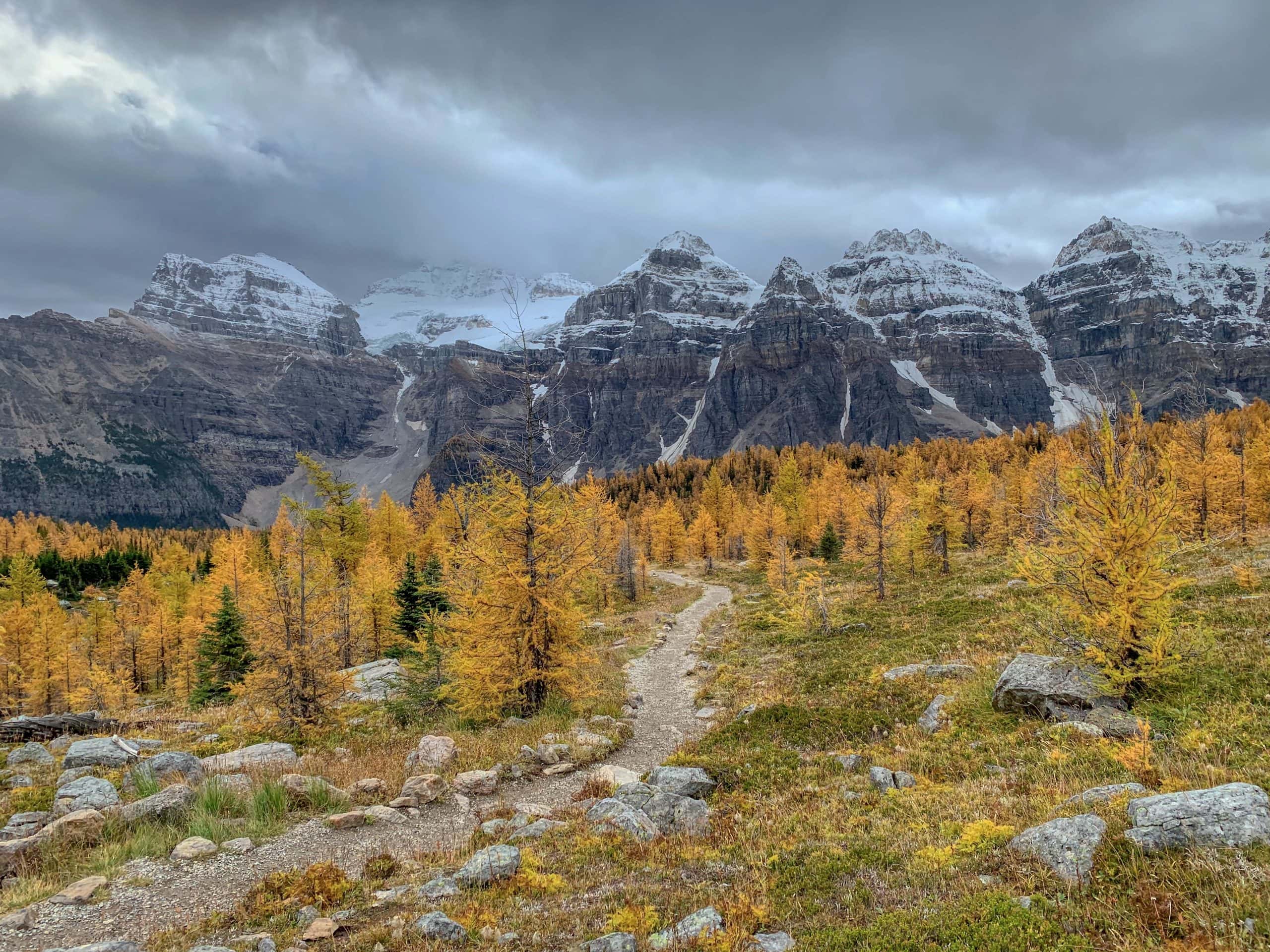 Golden larch trees along the Larch Valley Trail near Moraine Lake in Banff National Park during the fall hiking season.