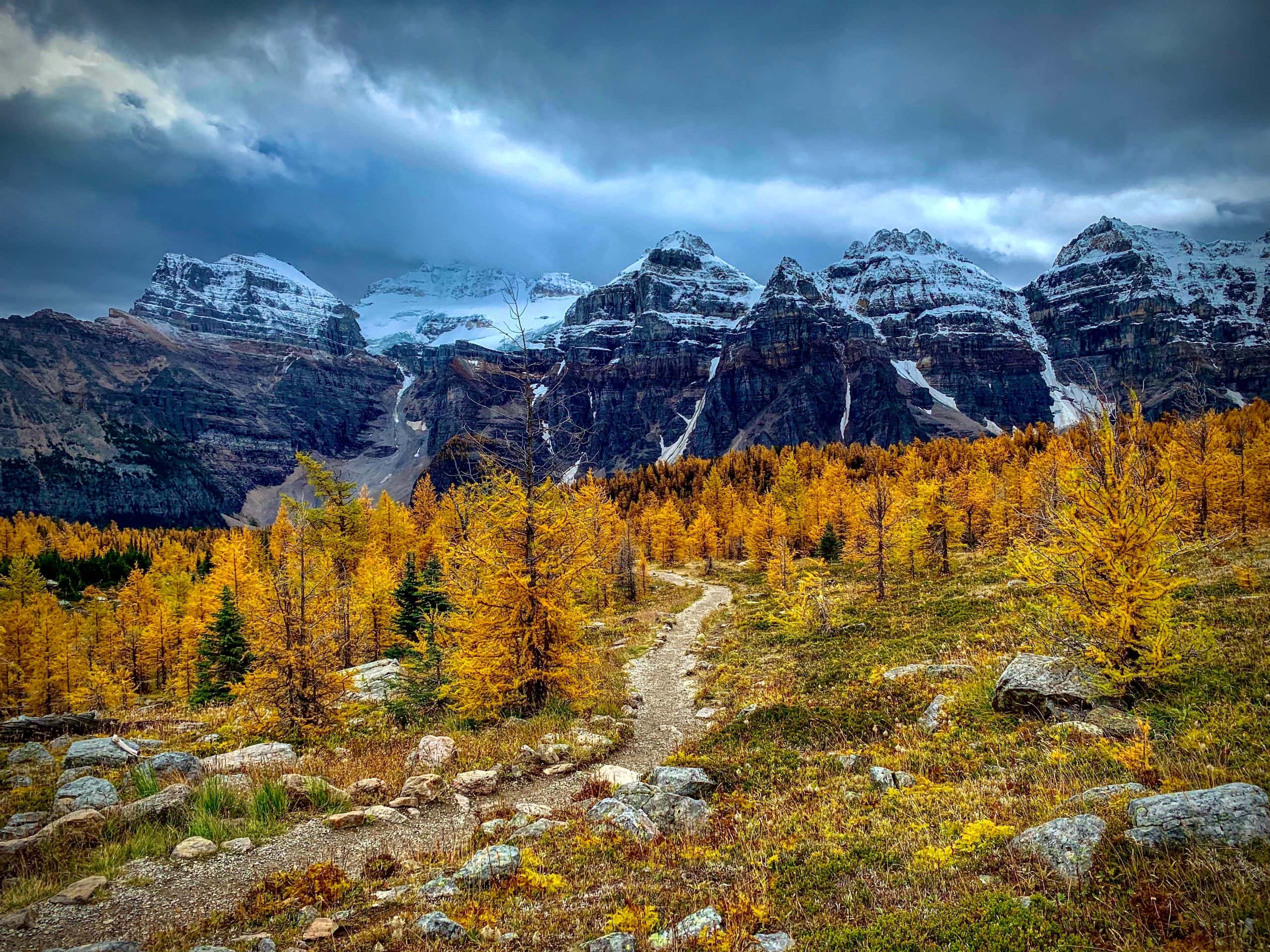Golden larch trees along the Larch Valley hiking trail beneath the Rocky Mountains near Lake Louise, Alberta.